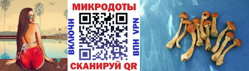 Псилоцибиновые грибы Cubensis  Закаменск 